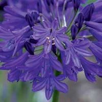 Agapanthus 