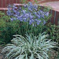 Agapanthus 