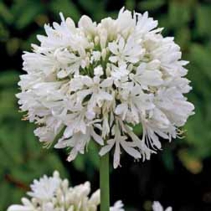 Agapanthus 