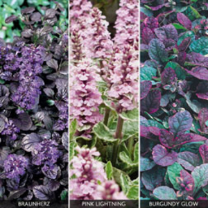 Ajuga Collection - 3 plug plants - 1 of each variety