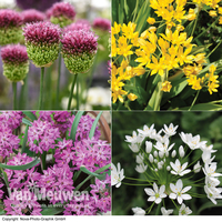 Allium Collection