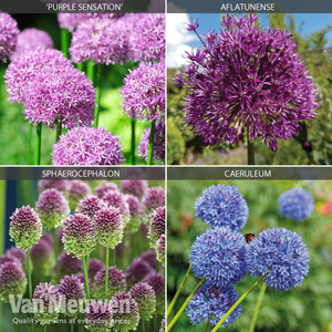 Allium Collection
