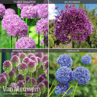 Allium Collection
