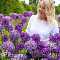 Allium Cut Flower Collection