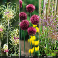 Allium 