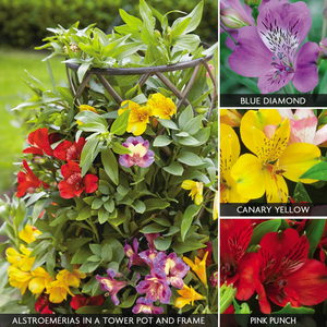 Alstroemeria 