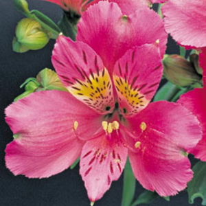 Alstroemeria 