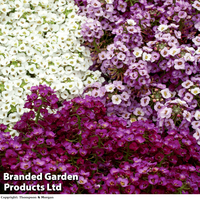Alyssum 