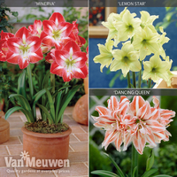 Amaryllis Collection