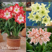 Amaryllis Collection