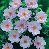 Anemone hybrida 
