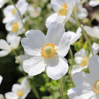 Anemone sylvestris (Large Plant) - 2 anemone plants in 2 litre pots
