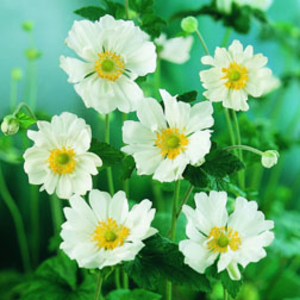 Anemone x hybrida 
