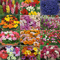 Annual Bedding Plants Collection - 72 annual bedding plug plants - 6 of each variety