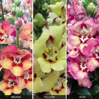 Antirrhinum 