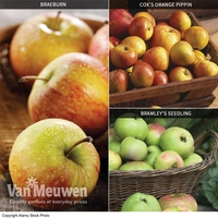 Apple (Britain