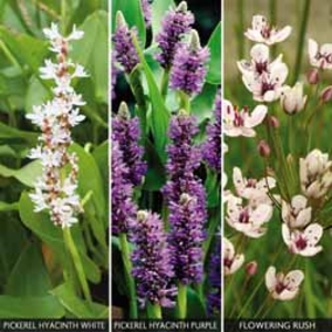 Aquatic Flower Collection - 3 plants in 9cm pots - 1 of each variety