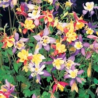 Aquilegia caerulea 