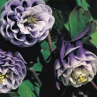 Aquilegia vulgaris 