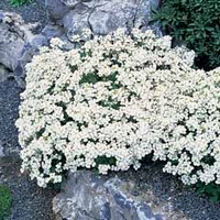Arabis caucasica 