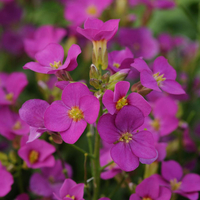 Arabis 