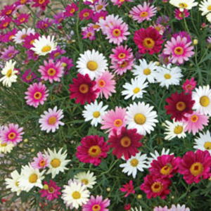 Argyranthemum 