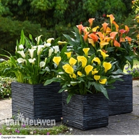 Arum Collection