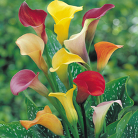 Arum Lily 