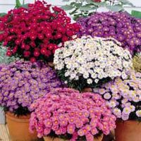 Aster dumosus Collection - 40 plants - 10 of each variety