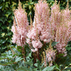 Astilbe x arendsii 
