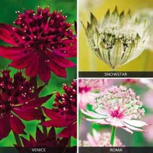 Astrantia Collection - 6 bareroot plants - 2 of each variety