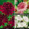 Astrantia Collection - 6 bareroots - 2 of each variety