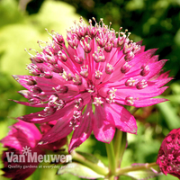 Astrantia major Censation™ 