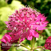 Astrantia major Censation™ 