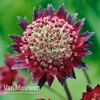 Astrantia major 