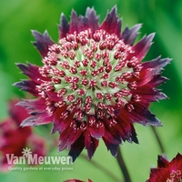 Astrantia major 
