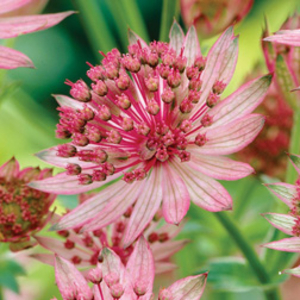 Astrantia major 