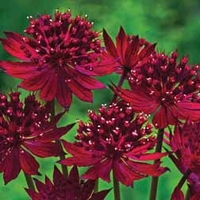 Astrantia major 