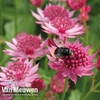 Astrantia major 