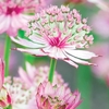 Astrantia 