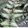 Athyrium niponicum var. pictum 