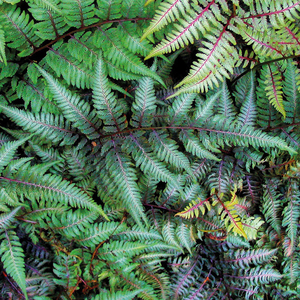 Athyrium niponicum var. pictum 