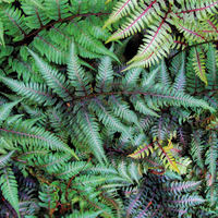 Athyrium niponicum var. pictum 