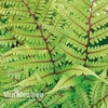 Athyrium niponicum var. pictum 