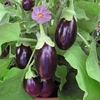 Aubergine 