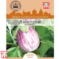 Aubergine 