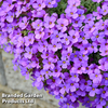 Aubretia cultorum 