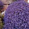 Aubrieta Blue - 48 plug tray plants