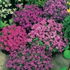 Aubrieta 
