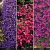 Aubrieta Collection - 72 plug tray plants